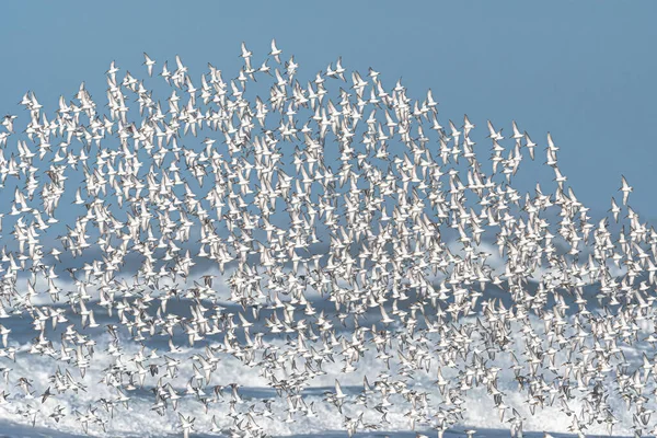 Більший Замок Данлінс Calidris Alpina — стокове фото