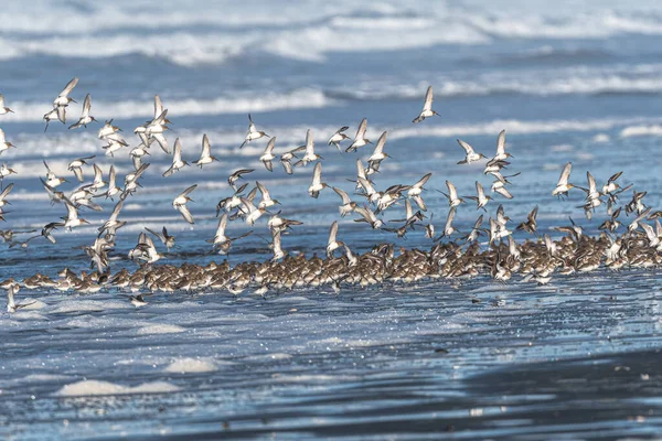 Більший Замок Данлінс Calidris Alpina — стокове фото