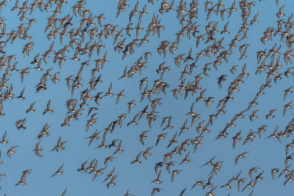 Grand Troupeau Dunlins Calidris Alpina — Photo