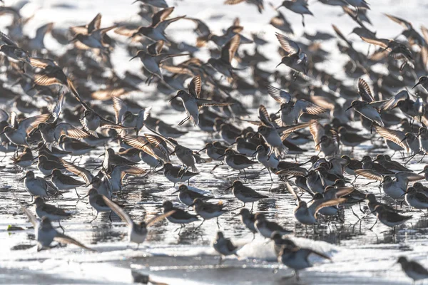 Більший Замок Данлінс Calidris Alpina — стокове фото