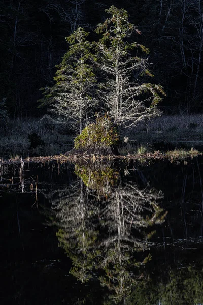 Reflections Lake Washington State — Fotografia de Stock