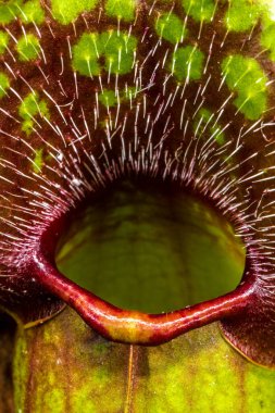 Bir Atıcı Bitkisinin Tuzak Yaprağı (Sarracenia spektrometresi.)