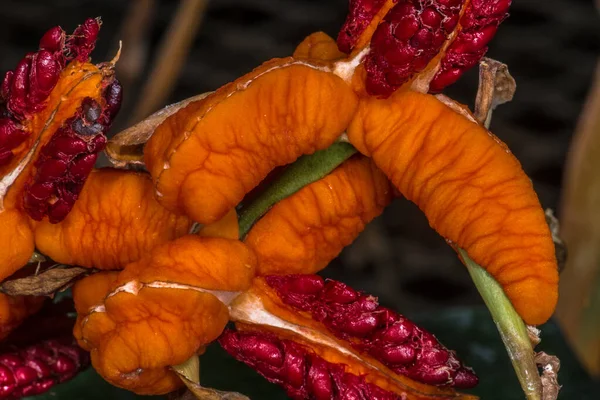 Kırmızı Yaprağın Meyveleri Veya Ateş Ginger Hedychium Greenei — Stok fotoğraf