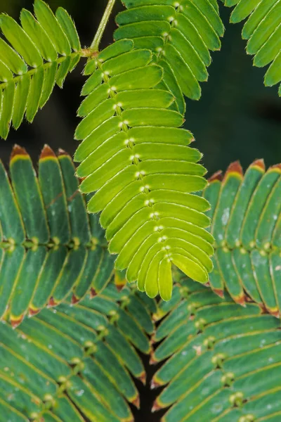 Лист Dormilones Touch Plant Застенчивый Завод Mimosa Pudica — стоковое фото