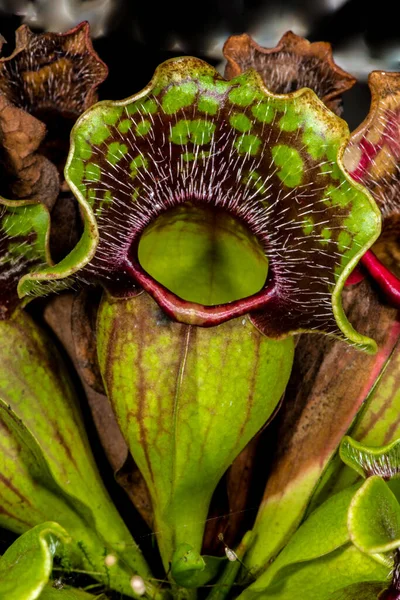 Bir Atıcı Bitkisinin Tuzak Yaprağı (Sarracenia spektrometresi.)
