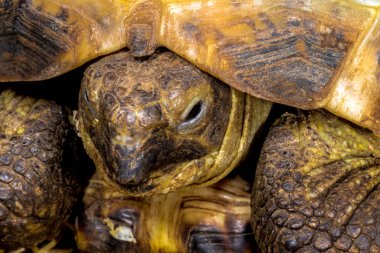 Rus Kaplumbağa Kabuğu (Testudo Horsfieldii)