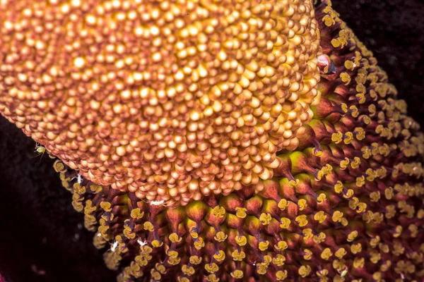 Flower Voodoo Lily Amorphophallus Spec — Foto Stock