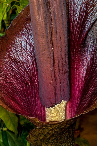 Квіти Лілії Вуду Amorophallus Spec — стокове фото