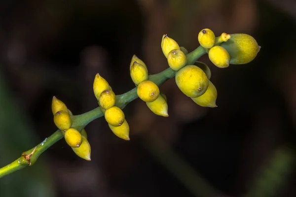 Strobili Inmaduro Melinjo Gnetum Gnemon —  Fotos de Stock