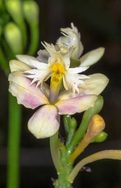 Epidendrum Orchid Flower Kuai Fanty — 스톡 사진