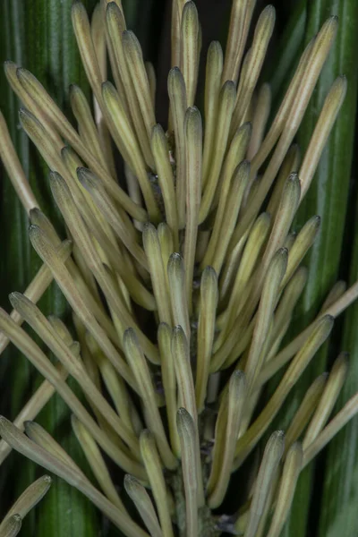 Developing Flowers of the Devil\'s Tongue (Sansevieria canaliculata \'Dwarf Madagascar\')