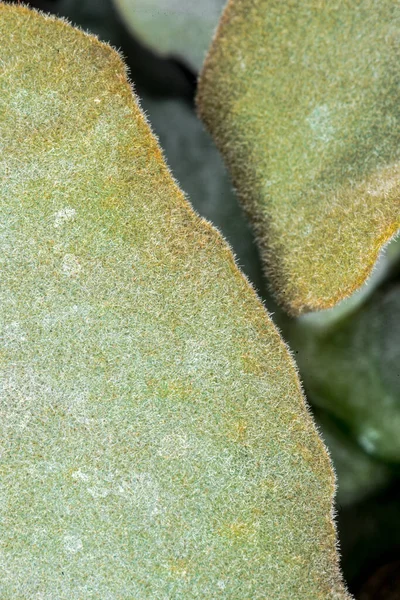 Blätter Des Samtelefanten Ohrs Kalanchoe Beharensis — Stockfoto