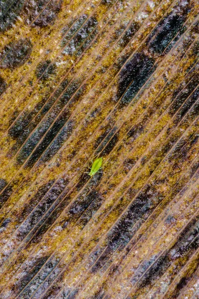 Aphid Todo Solo Una Hoja Moribunda — Foto de Stock