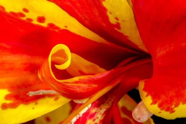 Blume Der Indischen Schnapspflanze Canna Generalis Lucifer — Stockfoto