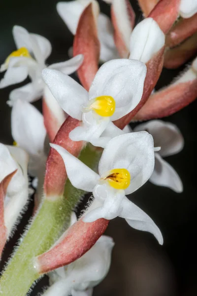 Цветы Драгоценной Орхидеи Ludisia Discolor — стоковое фото