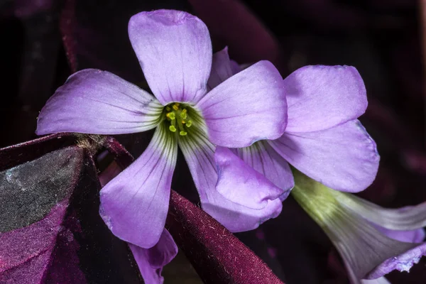 Lilla Eller Falsk Shamrock Oxalis Triangularis Blomster – stockfoto