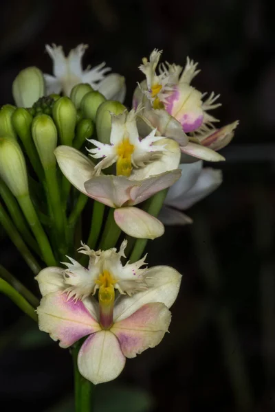 Ορχιδέα Λουλούδι Epidendrum Kauai Fantasy — Φωτογραφία Αρχείου