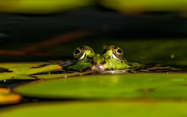 Common Water Frog Pelophylax Esculentus — Stock Photo, Image