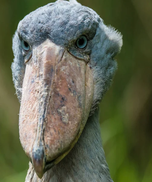 Retrato Shoebill Balaeniceps Rex — Fotografia de Stock