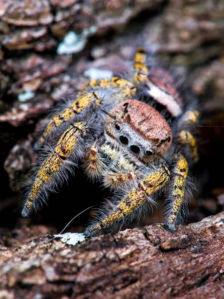 Close Van Een Springende Scolopax Spider — Stockfoto