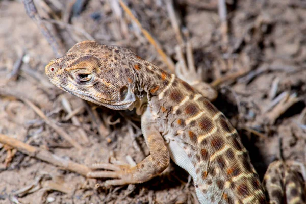 Vanlig Trädgårdsödla Sceloporus Graciosus — Stockfoto