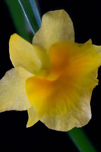 Flor Orquídea Del Dendrobio Dendrobium Lindleyi — Foto de Stock
