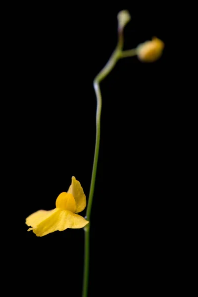 Blomkål Utricularia Subulata — Stockfoto