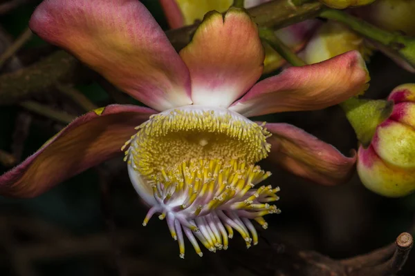 Άνθος Cannonball Tree Couroupita Guianensis — Φωτογραφία Αρχείου