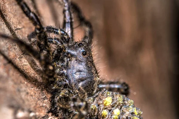 Detailní Záběr Ženského Vlčího Pavouka Vylíhnutými Pavouky — Stock fotografie