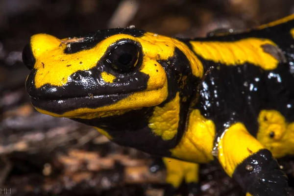 Salamandra Fuego Salamandra Salamandra Alemania — Foto de Stock