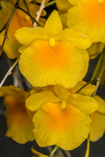 Kwiat Storczyka Dendrobium Dendrobium Lindleyi — Zdjęcie stockowe