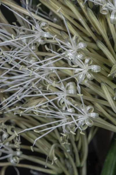 Flower of Devil\'s Tongue (Sansevieria canaliculata \'Dwarf Madagascar\')