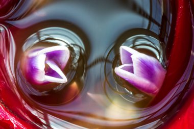 Utangaç Bromeliad Çiçekleri (Neoregelia carolinae)