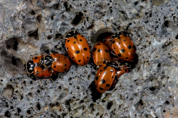 Mariquita Convergente Hippodamia Convergens Emergiendo Primavera Hibernación —  Fotos de Stock