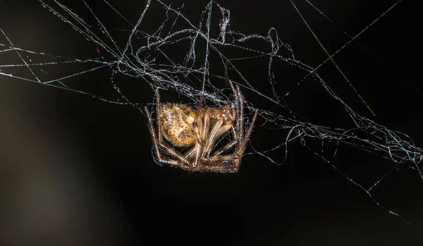 Крестоносый Araneus Dihbmatus — стоковое фото