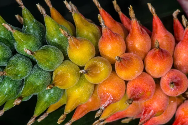 Yaşayan Vazo Bitkisi Meyveleri Aechmea Nudicaulis Yaşayan Vazo Bitkisi Aechmea — Stok fotoğraf