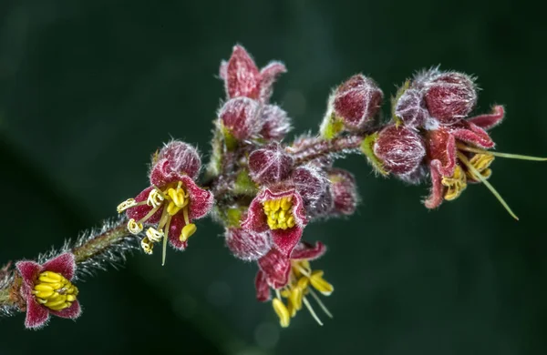 Flor Ameixa Queensland Davidson Davidsonia Pruriens — Fotografia de Stock