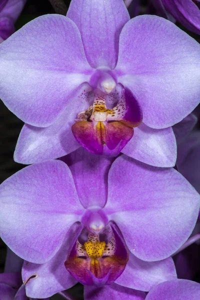 Flor Orquídea Traça Phalaenopsis Spec — Fotografia de Stock