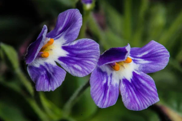 Flowers Resurrection Plant Craterostigma Pumilum — Stock Photo, Image