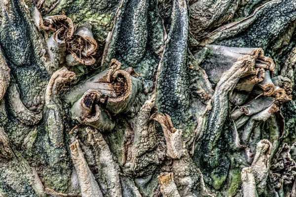 Cycad Trunk Encephalartos Gratus Остальными Базами Листьев — стоковое фото