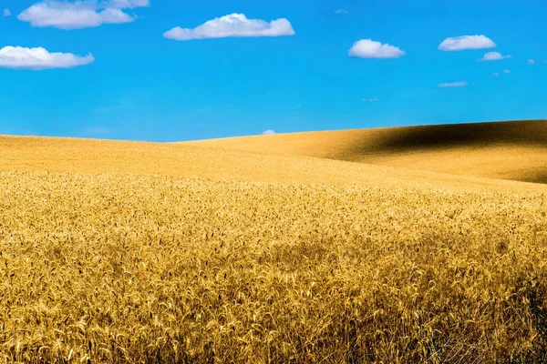 Yazın Sonlarında Solgun Buğday Tarlaları — Stok fotoğraf