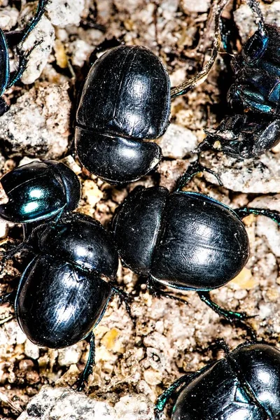 Egy Csoport Ganajtúró Bogár Anoplotrupes Stercorosus — Stock Fotó