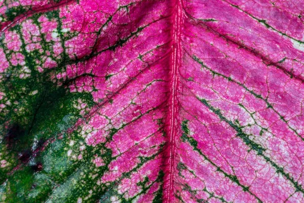 Gros Plan Sur Feuille Oreille Éléphant Caladium Bicolor — Photo