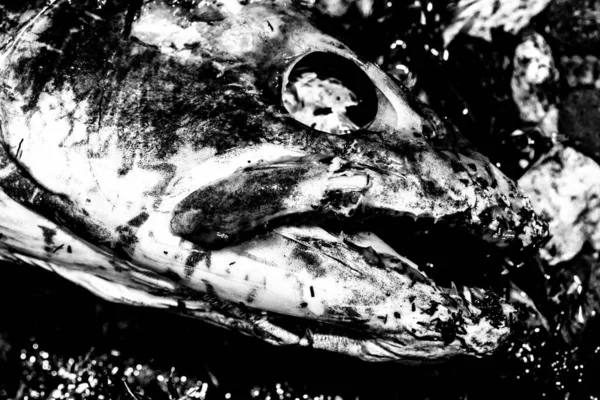 Dead Salmon Head Black White — Stock Photo, Image