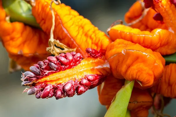 Kırmızı Yapraklı Zencefilin Meyveleri Hedychium Greenei — Stok fotoğraf