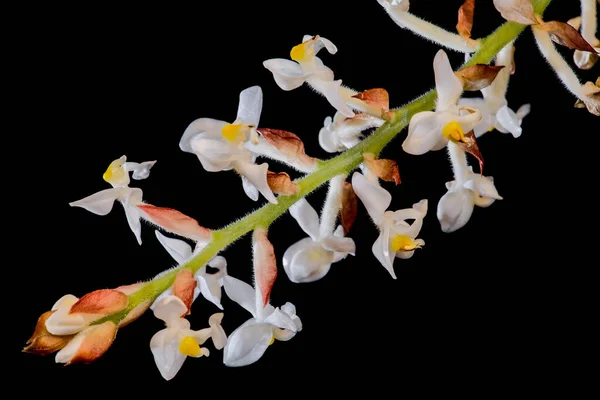 Flowers Jewel Orchid Ludisia Discolor — Stock Photo, Image