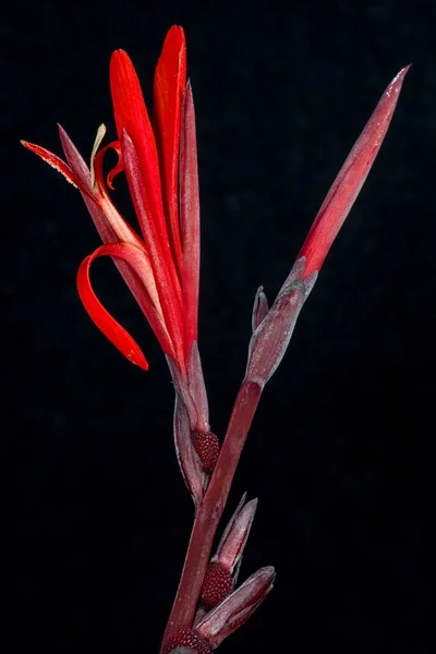 Flor Planta Tiro Indio Canna Coccinea — Foto de Stock