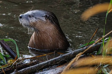 Kuzey Amerika Su Samuru (Lontra kanadensis)