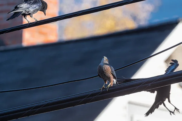 Coopers Falke Accipiter Cooperii Von Krähen Belästigt — Stockfoto