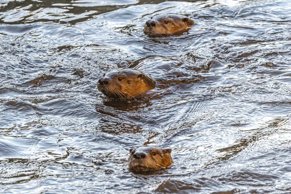 Nordamerikanischer Flussotter Lontra Canadensis — Stockfoto